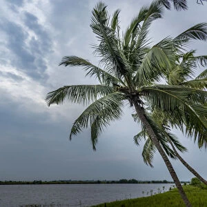 Africa, Togo, Aneho. Palms on the shores of the Togo Lake