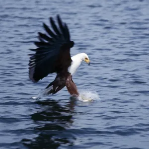 Accipitridae Canvas Print Collection: African Fish Eagle