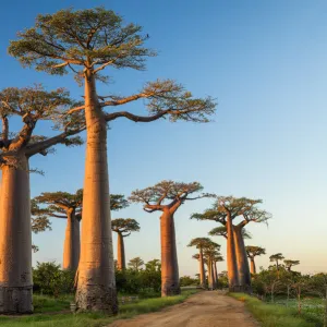 Avenue of the Baobabs (UNESCO World Heritage site), Madagascar