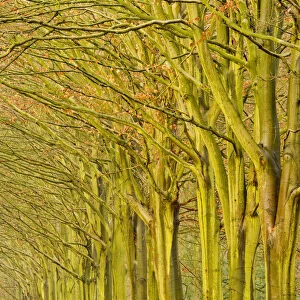 Avenue of Beech Trees in Late Autumn, Felbrigg Estate, Norfolk, England