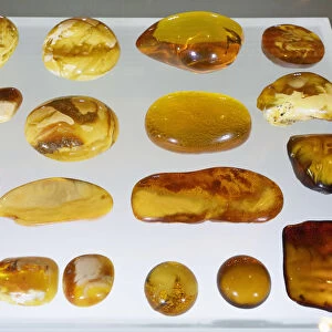 Baltic amber, the gold of the Baltic, in the Amber museum. Gdansk, Poland