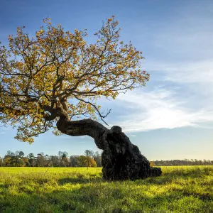 Bonsai shaped tree, Blenheim Park, Blenheim Palace, Woodstock, Oxfordshire, England