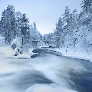 Boreal forest at Kitkajoki - Finland, Northern Ostrobothnia, Oulanka