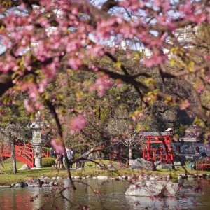 The Buenos Aires Japanese Garden with a cherry tree in bloom, Palermo district, Argentina