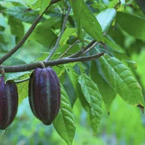 Cacao-beans (chocolate tree), Bali, Indonesia