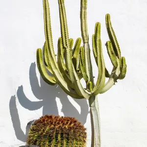 Cacti against a white wall, Lanzarote, Canary Islands, Spain