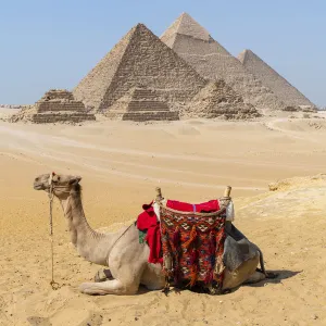 Camel at the Pyramids of Giza, Giza, Cairo, Egypt