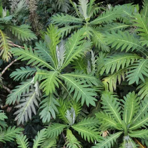 Central America, Costa Rica, Plants in the jungle