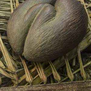 Coco de Mer coconut, Vallee de Mai, Praslin, Seychelles