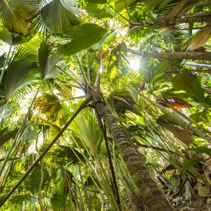 Coco de Mer palms, Vallei de Mai, Praslin Island, Seychelles