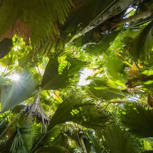 Coco de Mer palms, Vallei de Mai, Praslin, Seychelles