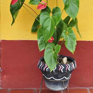 Colourful wall and plant pot, Terradentro, Colombia, South America