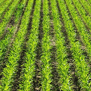 Corn (maize) plantations in Ribatejo, Portugal