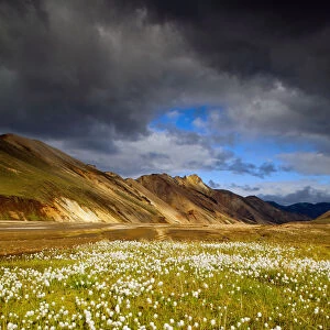 Cotton Grass, Landmannalaugar, Iceland