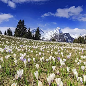 Crocus (Crocus vernus) bloom at Alp Flix, with Piz Platta in the background, Sur, Grisons