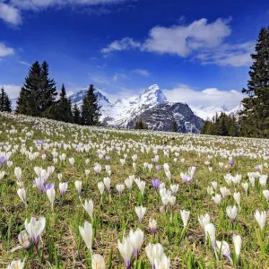 Crocus (Crocus vernus) bloom at Alp Flix, with Piz Platta in the background, Sur, Grisons