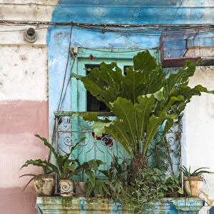 Cuba, Havana, Havana Vieje, Plants of house balcony