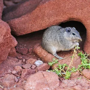 Desert rat feeding, Twyfelfontein, UNESCO World Heritage Site, Damaraland, Namibia