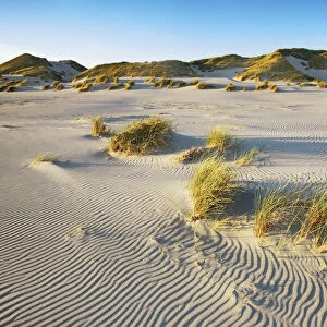 Dune landscape und dune grasses - Germany, Schleswig-Holstein, North Frisia, Amrum, Kniepsand, Wittd√ºn - Schleswig-Holstein Wadden Sea National Park, North Frisian Islands