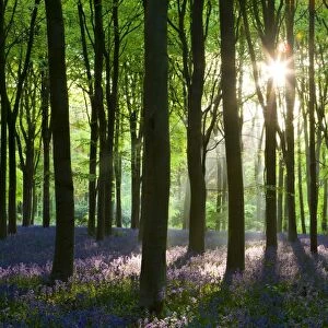 Early morning sunlight in West Woods bluebell woodland, Lockeridge, Wiltshire, England