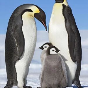 Emperor penguin parents with chicks - Antarctica, Antarctic Peninsula, Snowhill Island