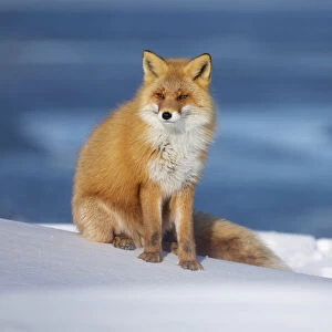 Ezo Red Fox (Vulpes vulpes schrencki), Hokkaido, Japan