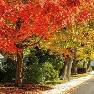 Fall colours, Ipswich, Massachusetts, USA