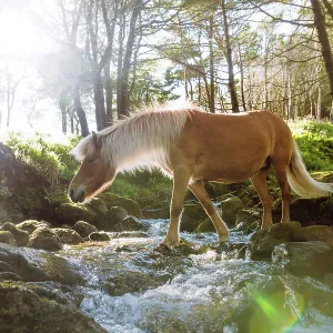 A Faroese horse crossing a river in a wood in the village of Trongisvagur. Island of Suðuroy. Faroe Islands