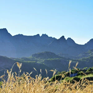 A field of rye at sunset with the mountain range of Pitoes das Junias in the background