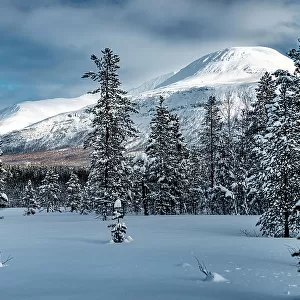 Frost on frozen trees in the winter snowy landscape, Lyngen Alps, Tromso, Troms og Finnmark, Norway