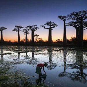 Girl Gathering Water with Baobab Trees at Sunset (UNESCO World Heritage site), Madagascar