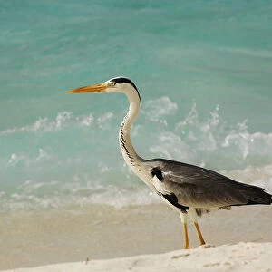 Grey heron, Laguna Resort, Maldives