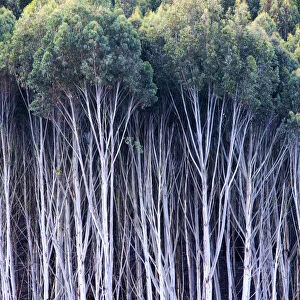 Gum Trees, New Zealand