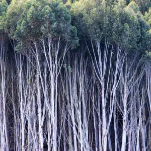 Gum Trees, New Zealand