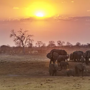 Herd of elephants at sunset. Kalahari, Namibia