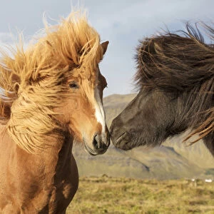 Icelandic horses with their manes blowing in the wind, South Iceland