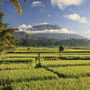 Indonesia, Bali, Rice Terraces and Gunung Agung Volcano