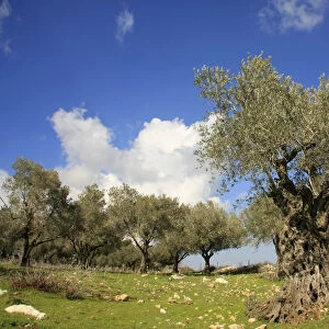 Israel, Mount Carmel, an Olive grove by Carmel Scenic Road