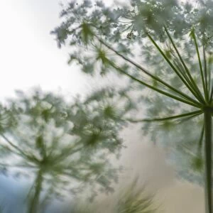 Italy, Veneto, A detail of Carum carvi (meridian fennel)