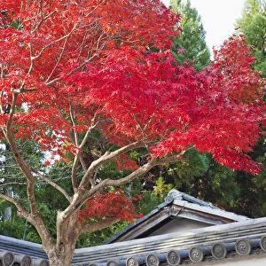 Japan, Kyoto, Arashiyama, Autumn Leaves