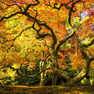 Japanese Maple Tree in Autumn, Japanese Garden, Seattle, Washington, USA