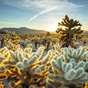 Joshua Trees, Mojave desert, Joshua Tree National Park, California, USA