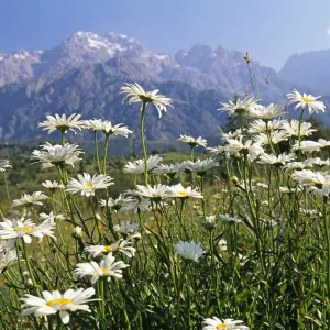 Kyrgyzstan, Arslanbob, Fergana Mountain Range