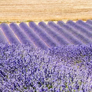 Lavender, Provence, France