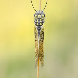 Libelloides longicornis, Vobbia, Liguria