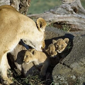 A lioness and her cubs