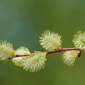 Male Willow (Salix sp.) catkin, Belair Provincial Forest, Manitoba, Canada