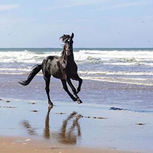 Marrakesh-Safi (Marrakesh-Tensift-El Haouz) region, Essaouira, a black Barb horse gallops along the beach near Essaouira