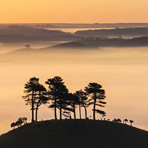Misty morning view of Colmers Hill, Dorset, England, UK