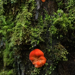 Oceania, Australia, Tasmania, fungus on a mossy tree